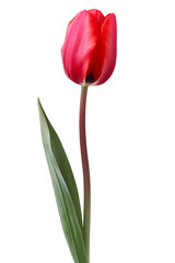 Vibrant Red Tulip on Black Background Perfect for Floral Art and Botanical Prints