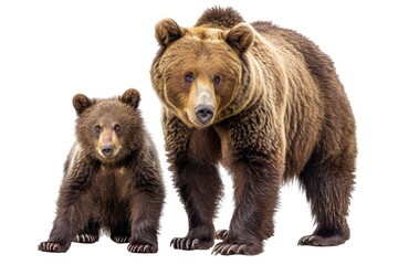 Fototapeta premium A mother bear stands next to her baby, highlighting the bond between them