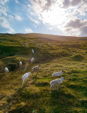 A herd of reindeer graze on a lush green hillside in Norway, illuminated by the golden rays of the setting sun. North Cape, Nordkapp, Norway