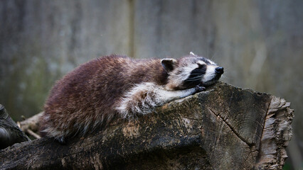 Schlafender Waschbär