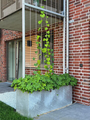 Rankhilfe an der Terrasse eines Appartementhauses 