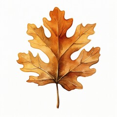 Obraz premium A watercolor painting of oak autumn leaf with a brown stem