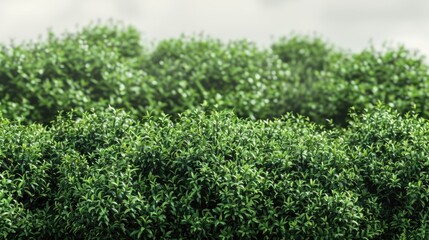 Obraz premium A close-up shot of a bunch of bushes