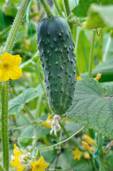 close-up of ripening cucumber in the vegetable garden at the summertime, vertical composition