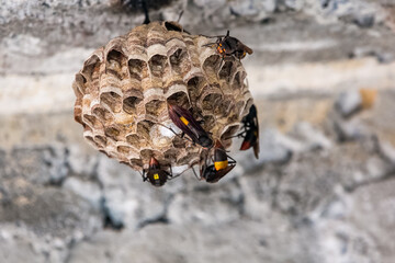 The wasp is building a nest.