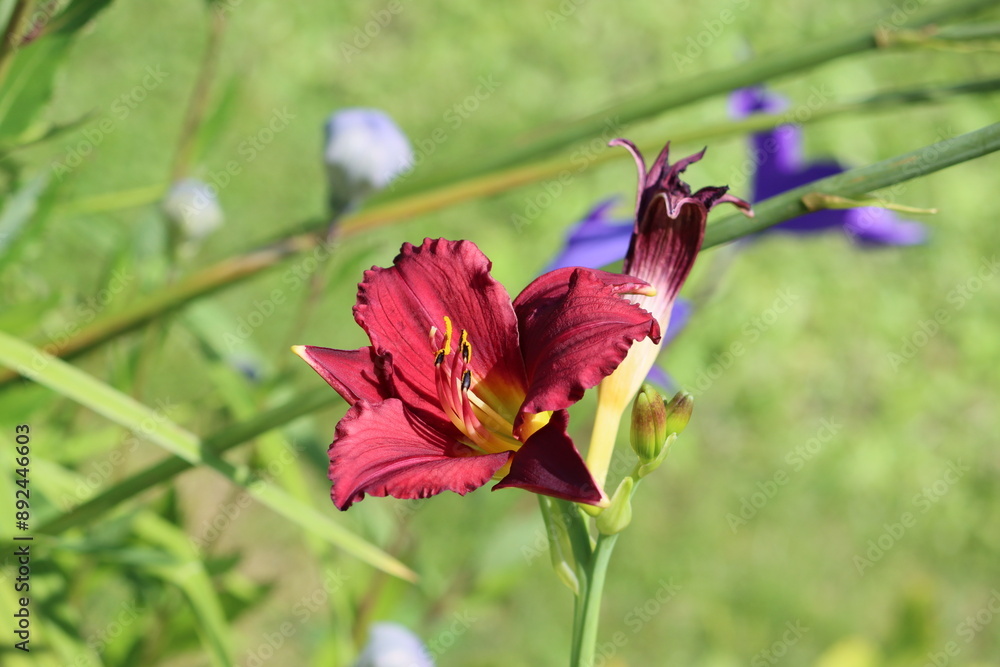 Canvas Prints Sweden. A daylily, day lily or ditch-lily is a flowering plant in the genus Hemerocallis, a member of the family Asphodelaceae, subfamily Hemerocallidoideae, native to Asia. 