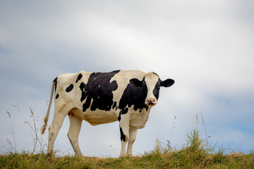 A young black and white Dutch cow standing on green meadow, Typical summer polder landscape in Holland, Open farm with dairy cattle on the grass field, Livestock in countryside of the Netherlands.