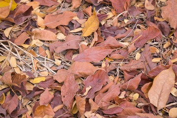 A colorful pile of autumn leaves on the ground.