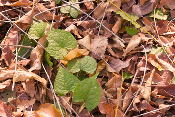 A colorful pile of autumn leaves on the ground.