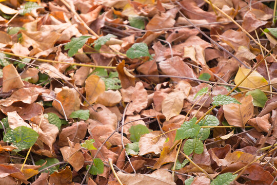 A colorful pile of autumn leaves on the ground. - Powered by Adobe