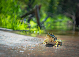 Green Bullfrog with Red Flies on Eyelids on Flat Sloping Rock on Shoreline