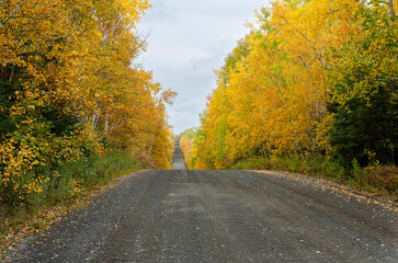 Naklejka premium Bright Yellow and Orange Fall Leaves Along a Dirt Road on Overcast Day