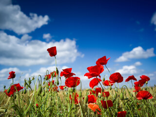 Mohn vor blauem Himmel