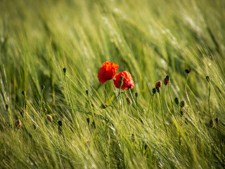 Mohn in Gertreidefeld