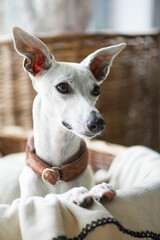Porträt einer Whippet Hündin