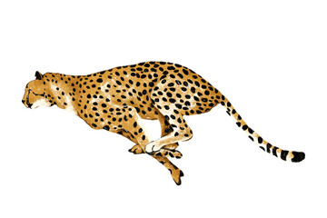 tiger Leopard cat cheetah  running in the forest hand drawn on transparent background © 7nov.studio