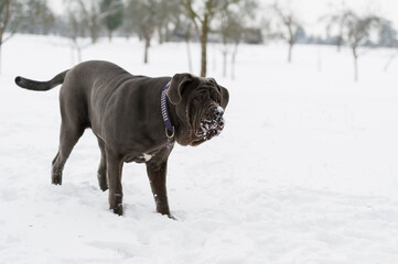 Mastino Napoletano im Schnee