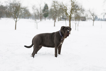 Mastino Napoletano steht im Schnee