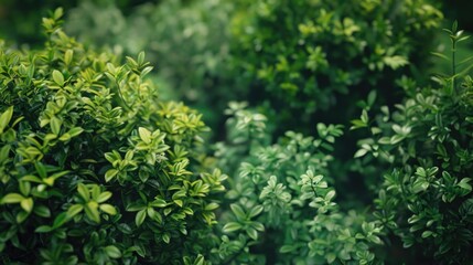 Obraz premium A close-up of a bush with lush green leaves, perfect for nature and gardening related images