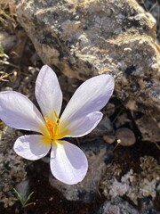 Crocus in the mountains.
