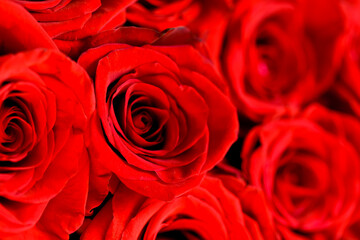 Defocused bunch of red roses patterned as red background