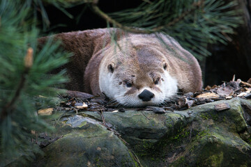 Obraz premium Otter am Chillen