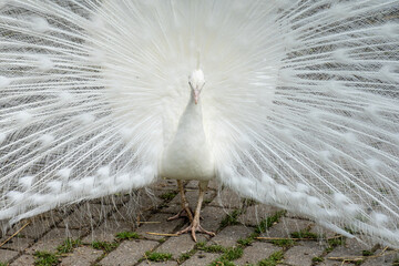 all white male albino Indian peafowl  on display