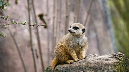 Erdmännchen Zoom-Erlebniswelt