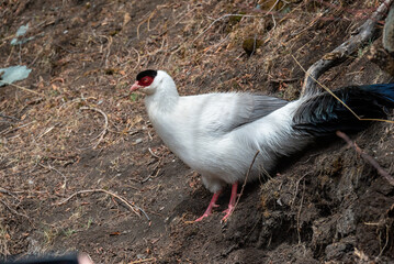 Inagi Aden Chicken