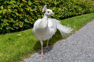 all white male albino Indian peafowl