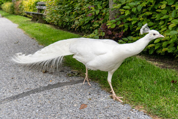 all white male albino Indian peafowl