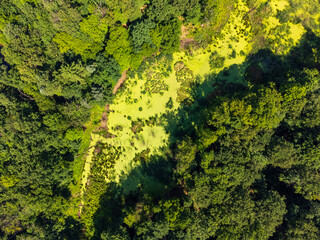 Aerial View of a Forest Swamp