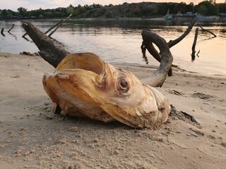 Catfish head on the sandy shore.