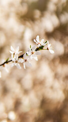 blossom in spring