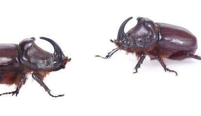 European rhinoceros beetles (Oryctes nasicornis) isolated on white. close up.