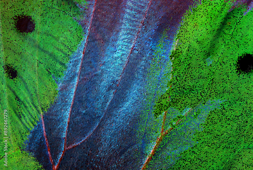 Aufkleber texture of tropical butterfly wings. abstract pattern of butterfly wings close-up