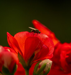 Fly on a red flower