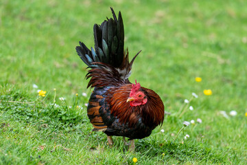 bantam cock on meadow