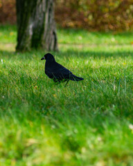 blackbird on the grass