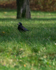 bird on the grass