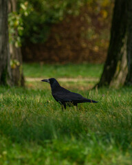 blackbird on the grass