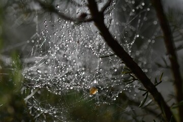 spiderweb