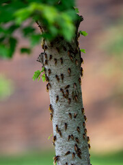 Swarm of Cicadas on Tree Trunk in Summer