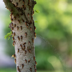 Swarm of Cicadas on Tree Trunk with Spraying