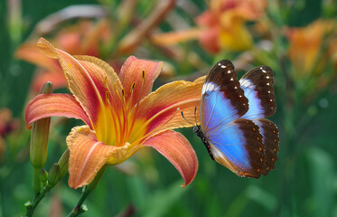 bright blue tropical morpho butterfly and colorful orange lily in the garden