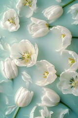 Fototapeta premium Fresh white tulips arranged on a calm blue surface