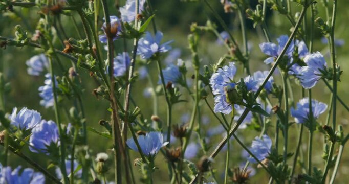 The flower of the common chicory (Cichorium intybus) 