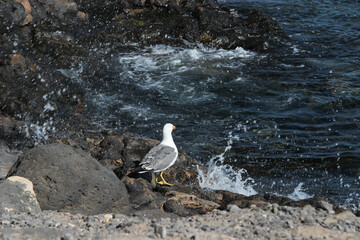 Mewy na skalistym wybrzeżu nad Oceanem Atlantyckim, wyspy kanaryjskie,  Lanzarote © anettastar
