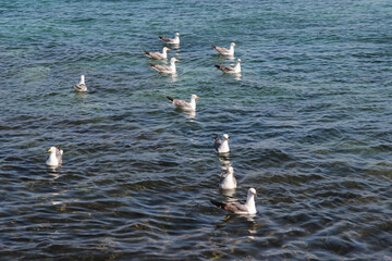 Mewy na skalistym wybrzeżu nad Oceanem Atlantyckim, wyspy kanaryjskie,  Lanzarote © anettastar