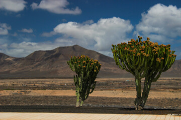 Egzotyczny krajobraz, wyspy kanaryjskie, wyspa Lanzarote, w tle niebieskie niebo i białe chmury © anettastar